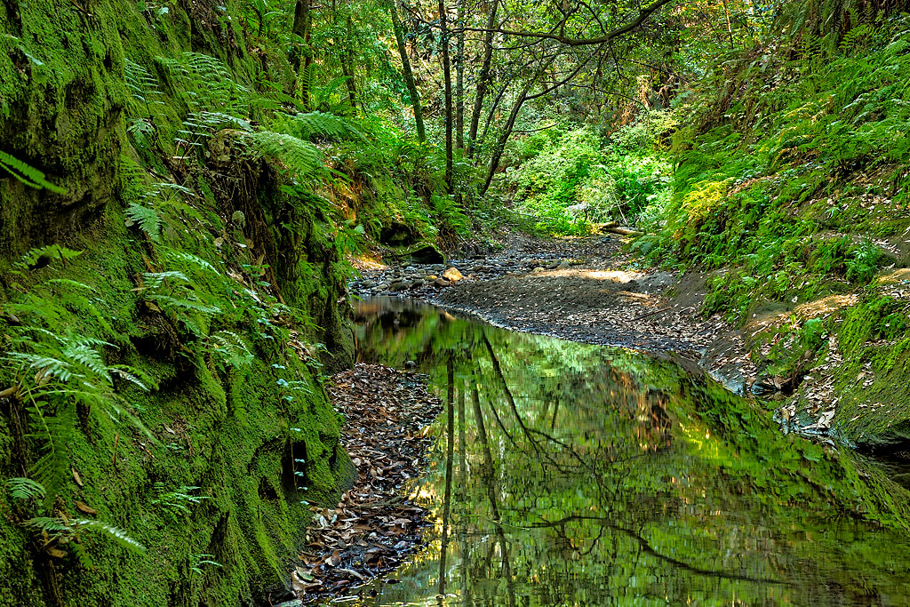 The Forest of Nisene Marks SP Gallery Image
