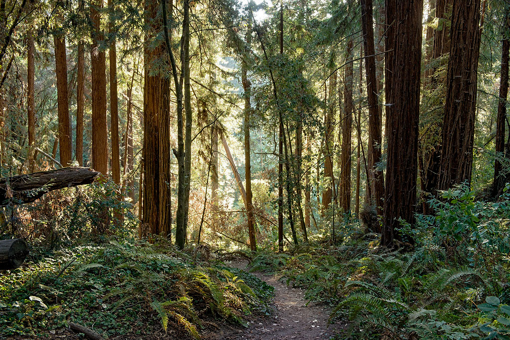 The Forest of Nisene Marks SP Gallery Image